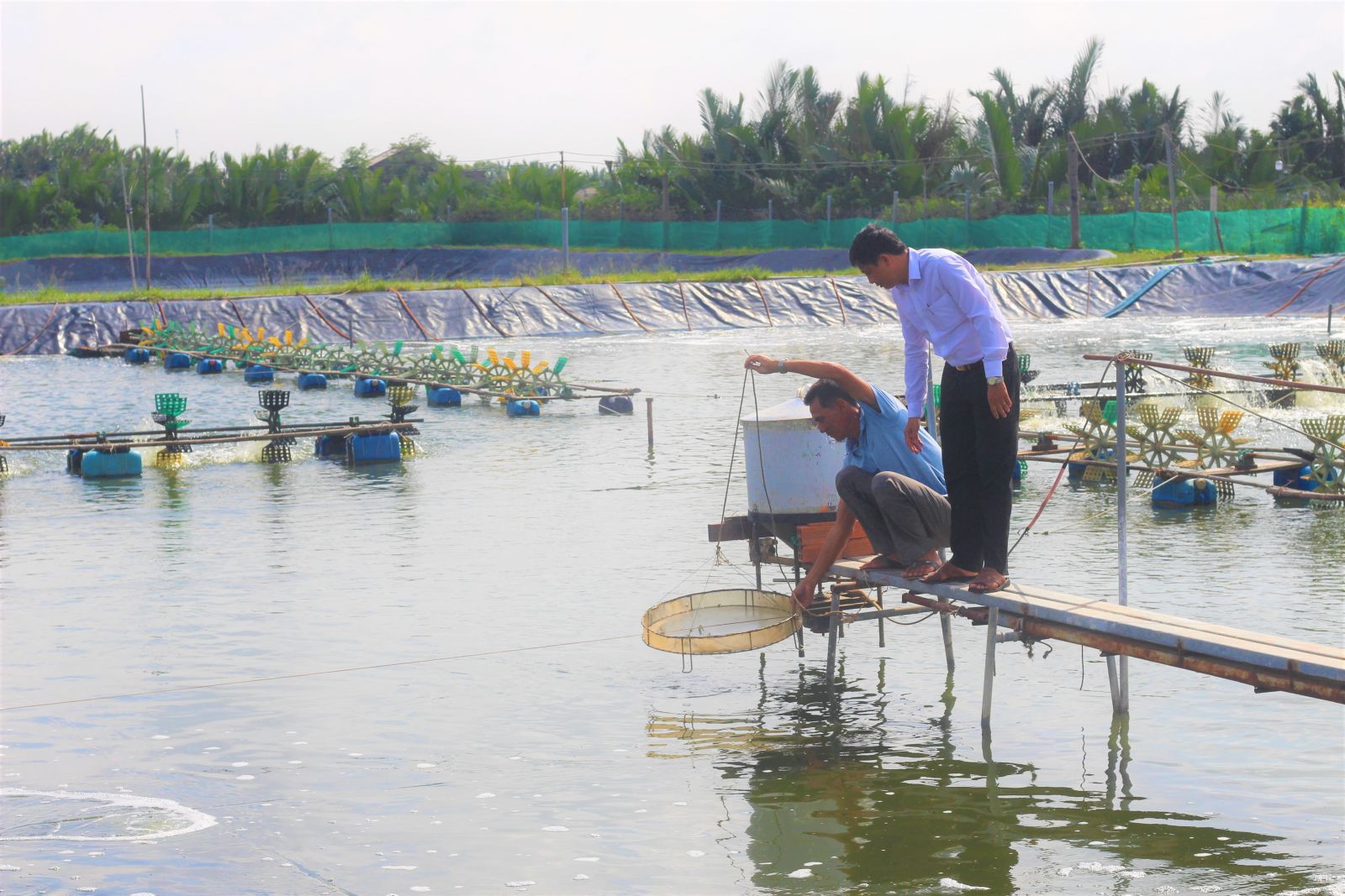 Người nuôi gặp khó trong đầu ra cho con tôm (Ảnh tư liệu)