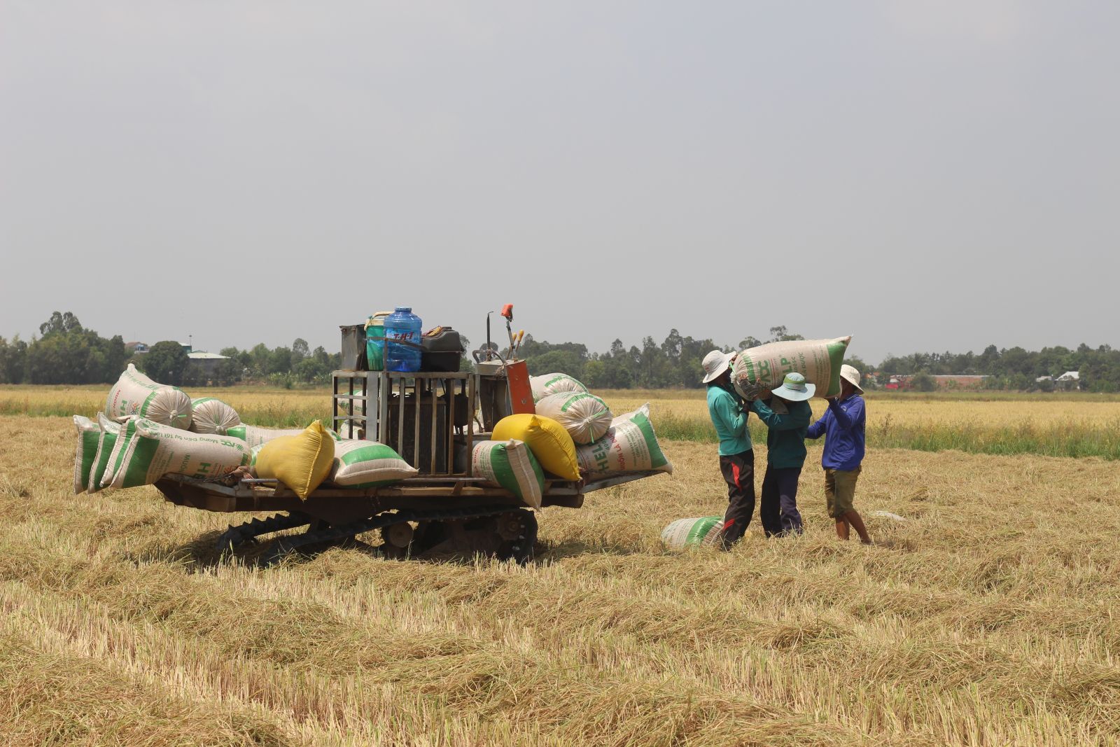 Cần sớm hỗ trợ người dân tiêu thụ lúa Hè Thu 2021