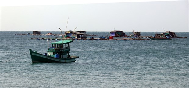 Sustainable agriculture: economic backbone of Mekong Delta province Marine fish are bred in floating cages in Kien Giang province’s Phu Quoc city. (Photo: VNA)