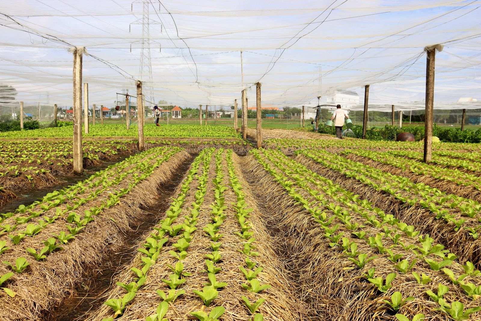 Hi-tech cultivating vegetables - right direction Hi-tech cultivating vegetables is an inevitable direction of modern agriculture