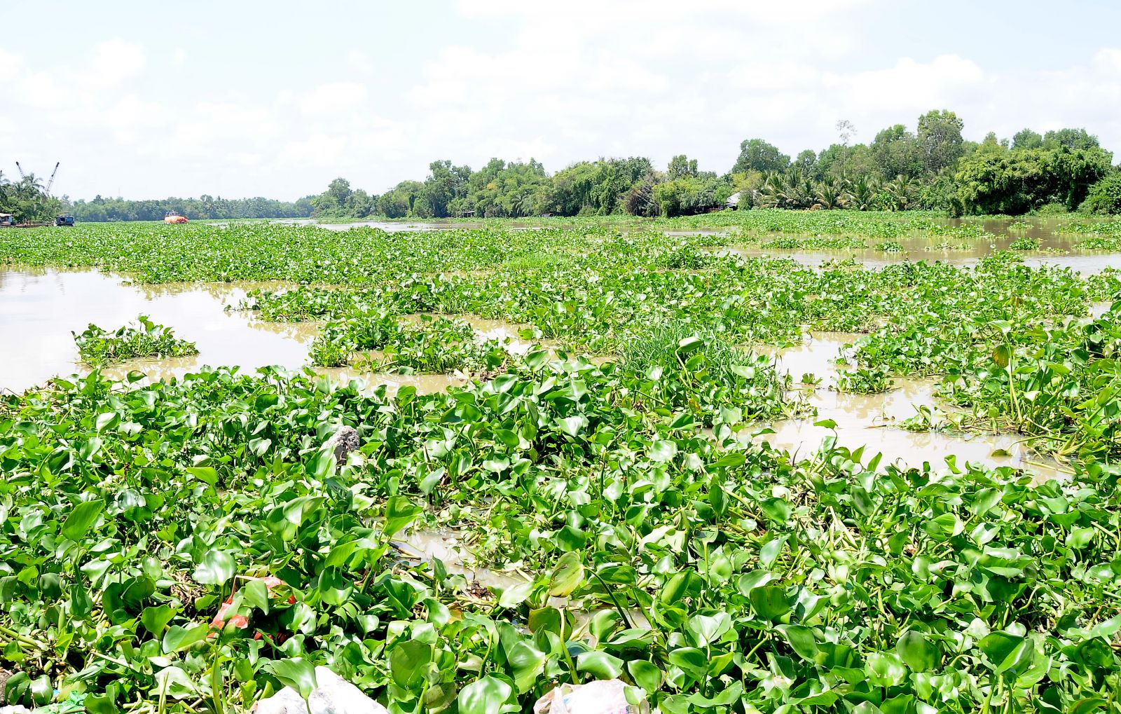 Lục bình trên sông Vàm Cỏ Tây vẫn là vấn nạn ảnh hưởng đến sản xuất tại một số xã của huyện Thạnh Hóa và huyện Mộc Hóa