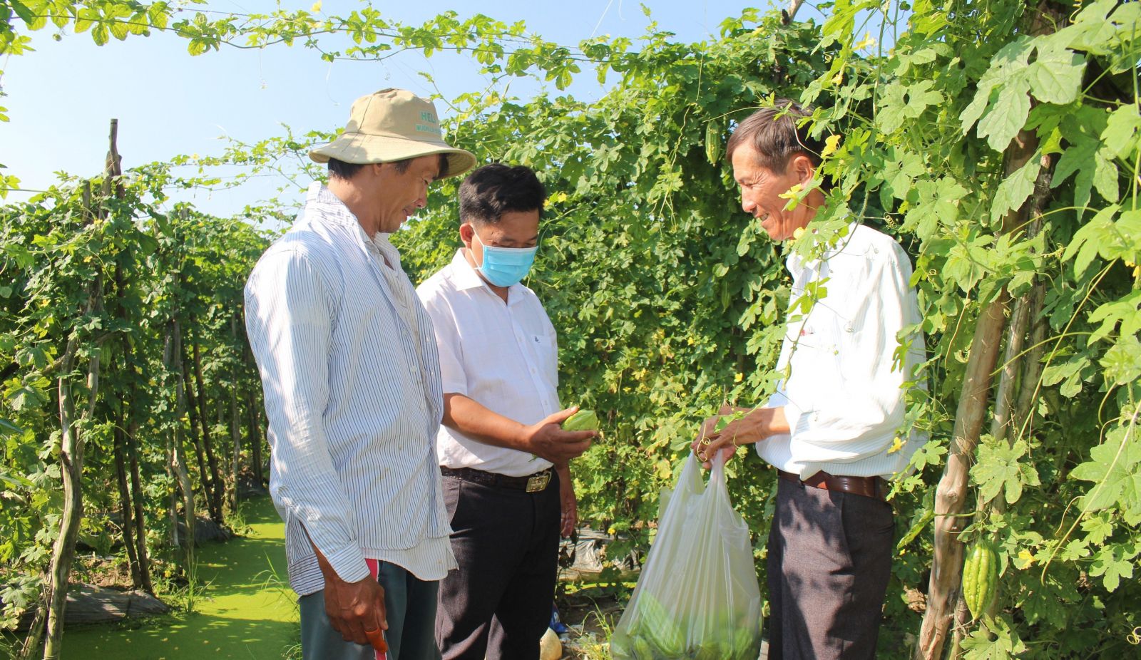 Sản phẩm của Hợp tác xã Nông nghiệp rau, củ, quả Khánh Hậu sản xuất theo chuỗi bảo đảm an toàn và có truy xuất nguồn gốc rõ ràng (Ảnh tư liệu)