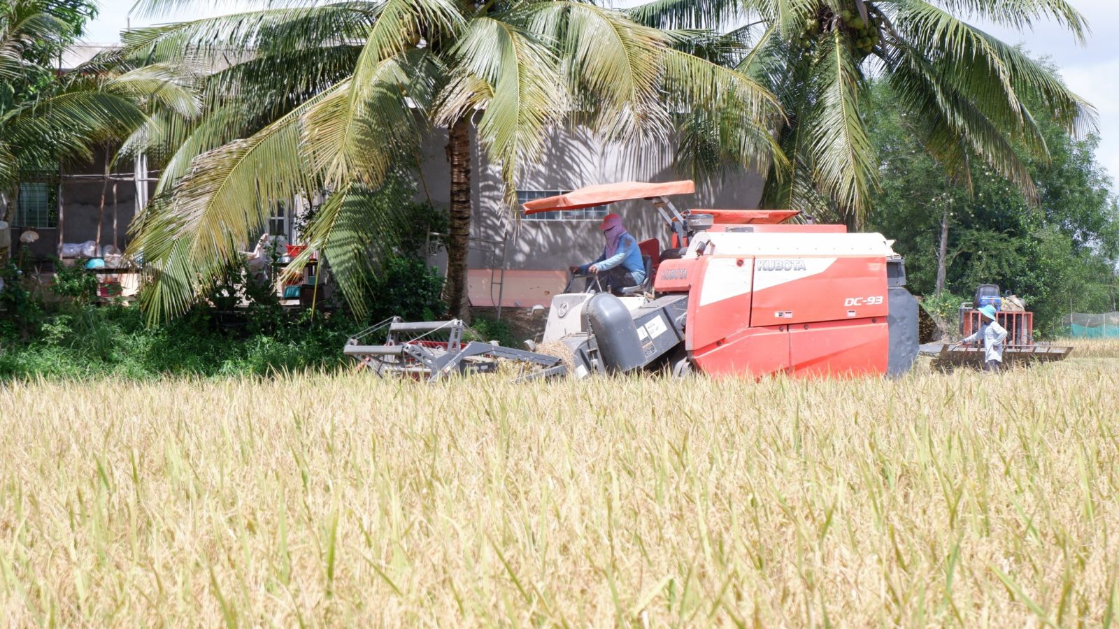 Đến nay, huyện Mộc Hóa cơ bản thu hoạch xong diện tích lúa Hè Thu