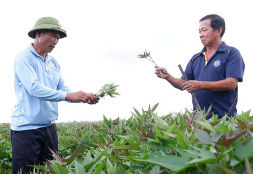 Tạo “luồng xanh” cho nông sản Tạo “luồng xanh” cho nông sản