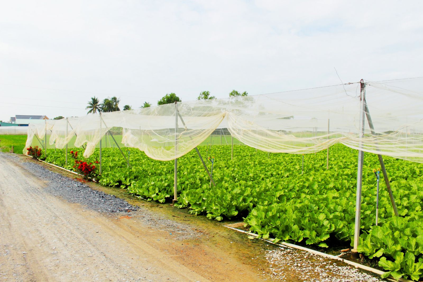 Phát triển vùng rau ứng dụng công nghệ cao Hạ tầng nông thôn được nâng cấp, tạo điều kiện phát triển vùng rau ứng dụng công nghệ cao