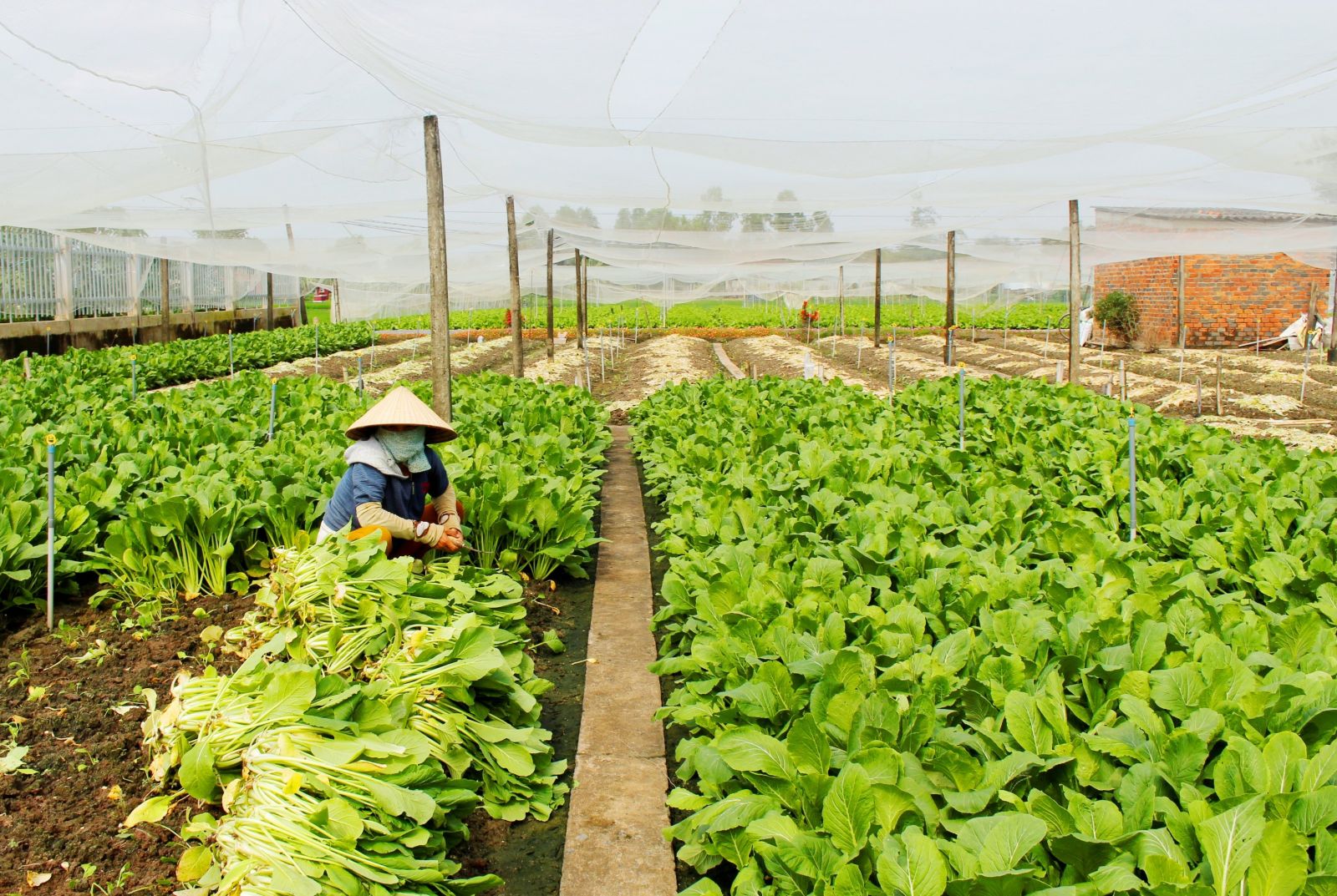 Phát triển vùng rau ứng dụng công nghệ cao Sản xuất rau ứng dụng công nghệ cao góp phần tăng thu nhập cho nông dân