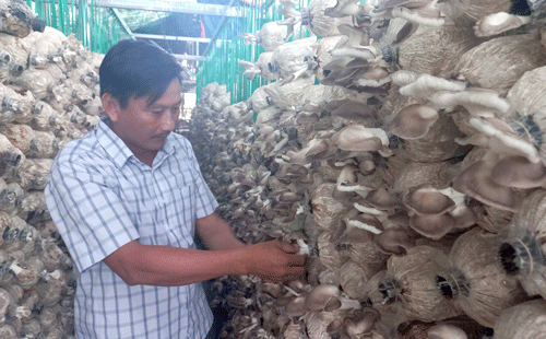 Những nông dân dám nghĩ, dám làm