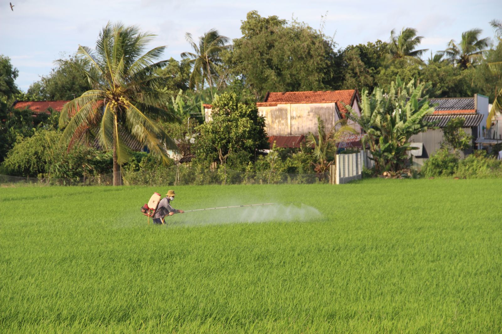 Nông dân phun thuốc phòng, trừ bệnh kịp thời