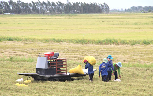 Rice production in 9 months of 2021 reaches over 2.7 million tons
