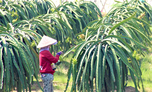 The production plans are adjusted to create favorable conditions for agricultural production to develop