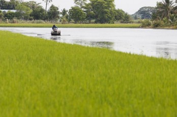 Thailand’s rice exports expected to benefit from weaker baht Thailand’s rice exports expected to benefit from weaker baht