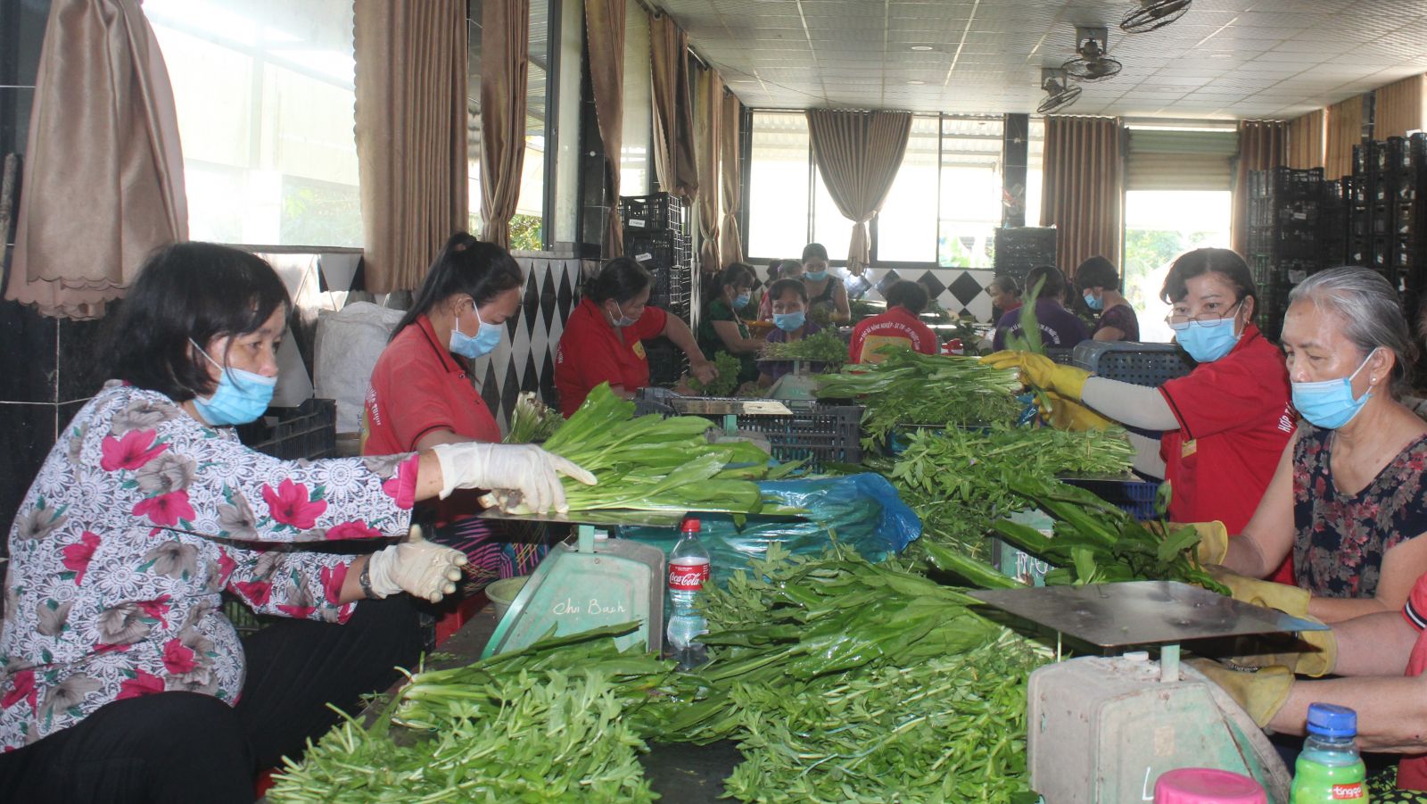 Hợp tác xã Nông nghiệp Sản xuất Thương mại và Dịch vụ Phước Thịnh là một trong những hợp tác xã hoạt động hiệu quả