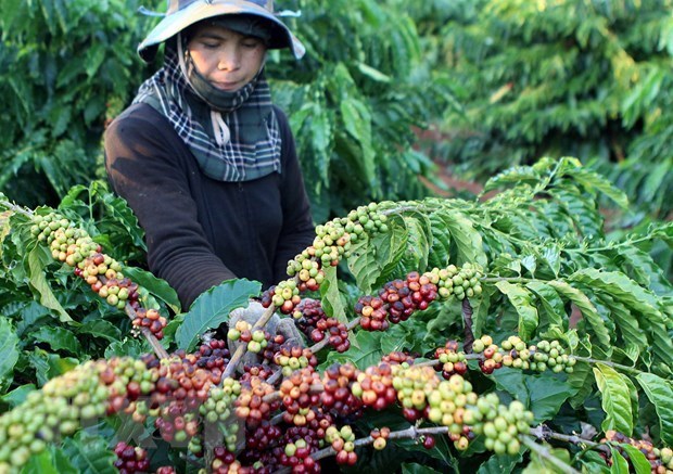 Thu hoạch càphê ở Đắk Lắk. (Ảnh: Dương Giang/TTXVN)