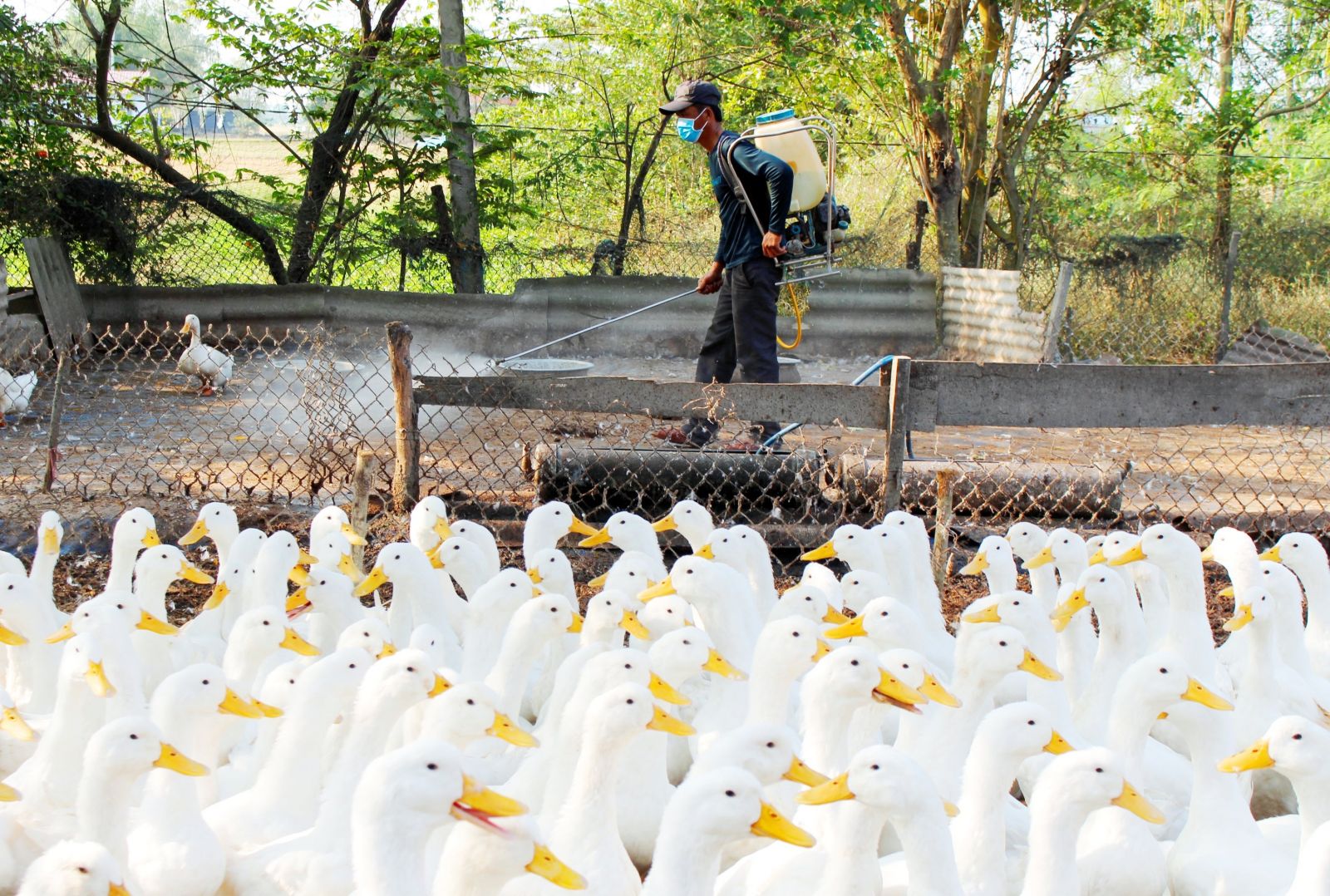 Người chăn nuôi ngại tái đàn Người nuôi cần thường xuyên tiêu độc, khử trùng chuồng trại