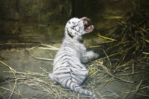 Một trong ba chú hổ trắng quý hiếm vừa chào đời tại Vườn thú Nicaragua, cách thủ đô Managua 16km về phía Nam. (Ảnh: AFP/TTXVN)