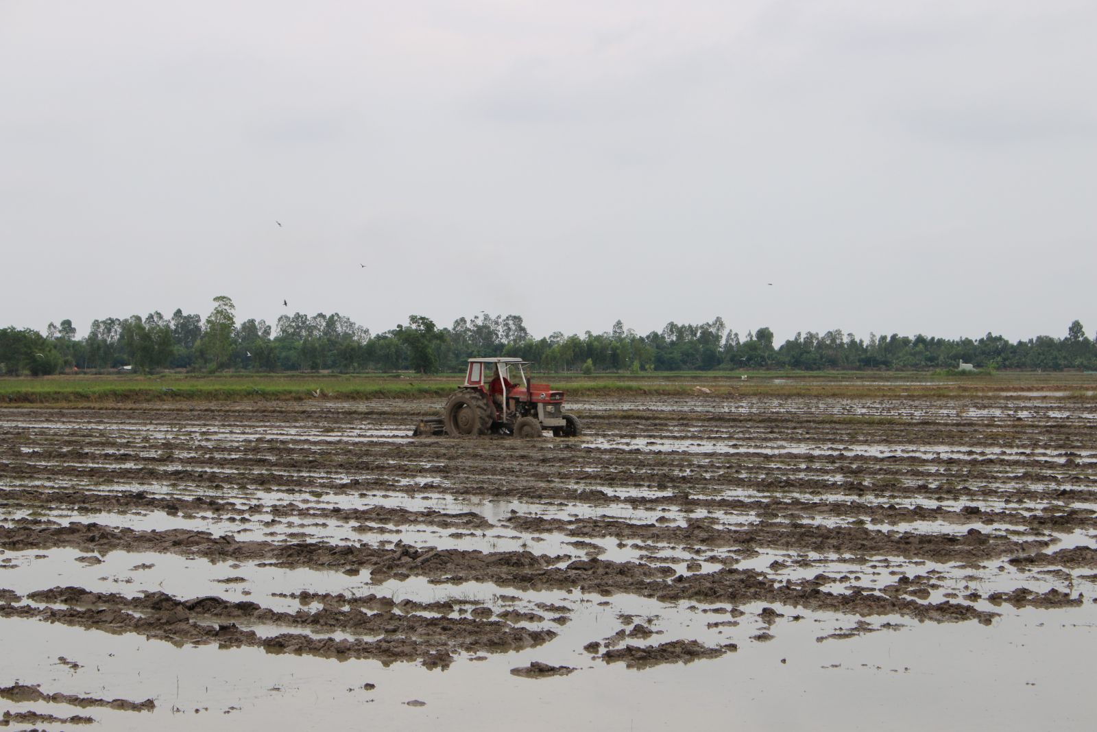 Nông dân cần vệ sinh đồng ruộng thật kỹ trước khi xuống giống vụ lúa Đông Xuân 2021-2022