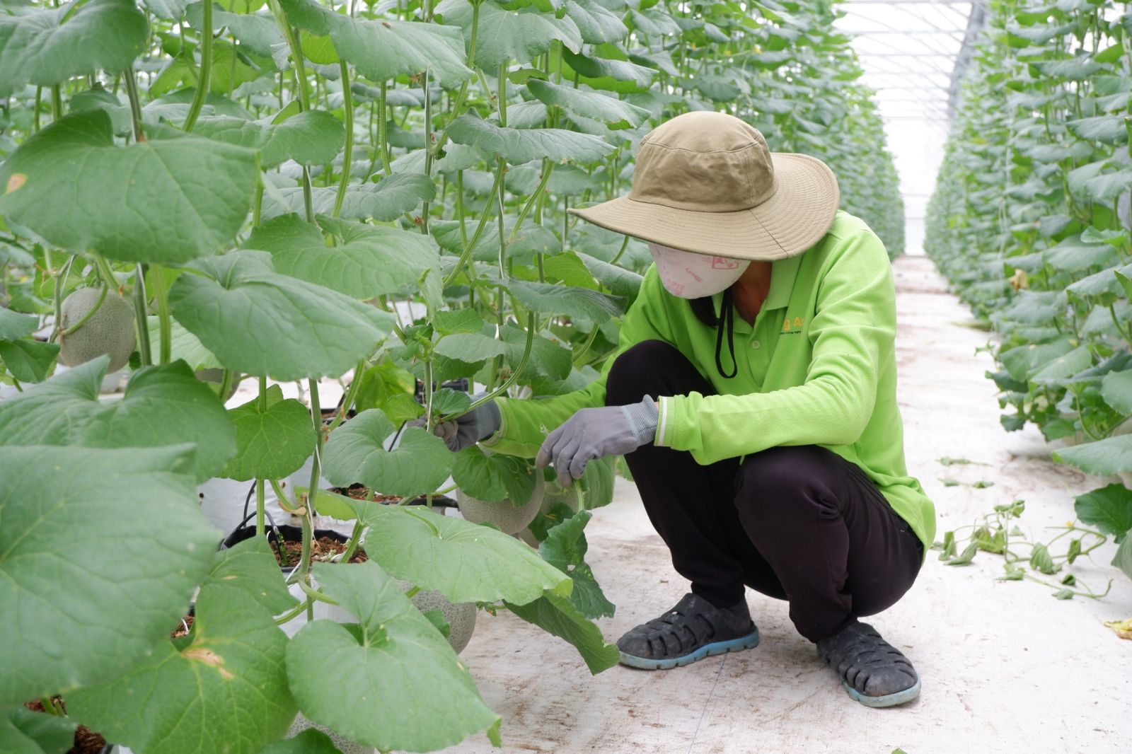 Ứng dụng công nghệ cao trong trồng dưa lưới Bình quân từ 7-15 ngày, Công ty NHONHO thu hoạch khoảng 2 tấn dưa lưới