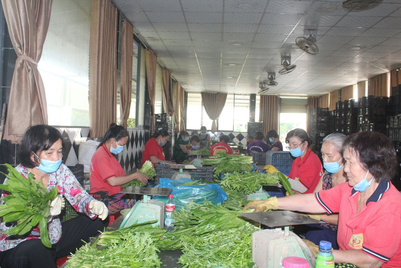 Phát huy vai trò kinh tế tập thể trong tái cơ cấu ngành nông nghiệp Kinh tế tập thể đóng vai trò quan trọng trong tái cơ cấu ngành Nông nghiệp nhưng hiện nay vẫn chưa phát huy hết vai trò, tiềm năng nên rất cần sự quan tâm nhiều hơn nữa của cấp ủy, chính quyền trong thời gian tới
