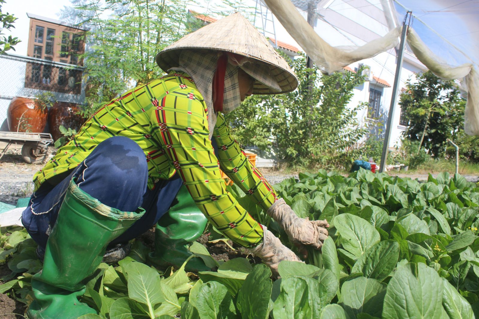 Phát huy vai trò kinh tế tập thể trong tái cơ cấu ngành nông nghiệp