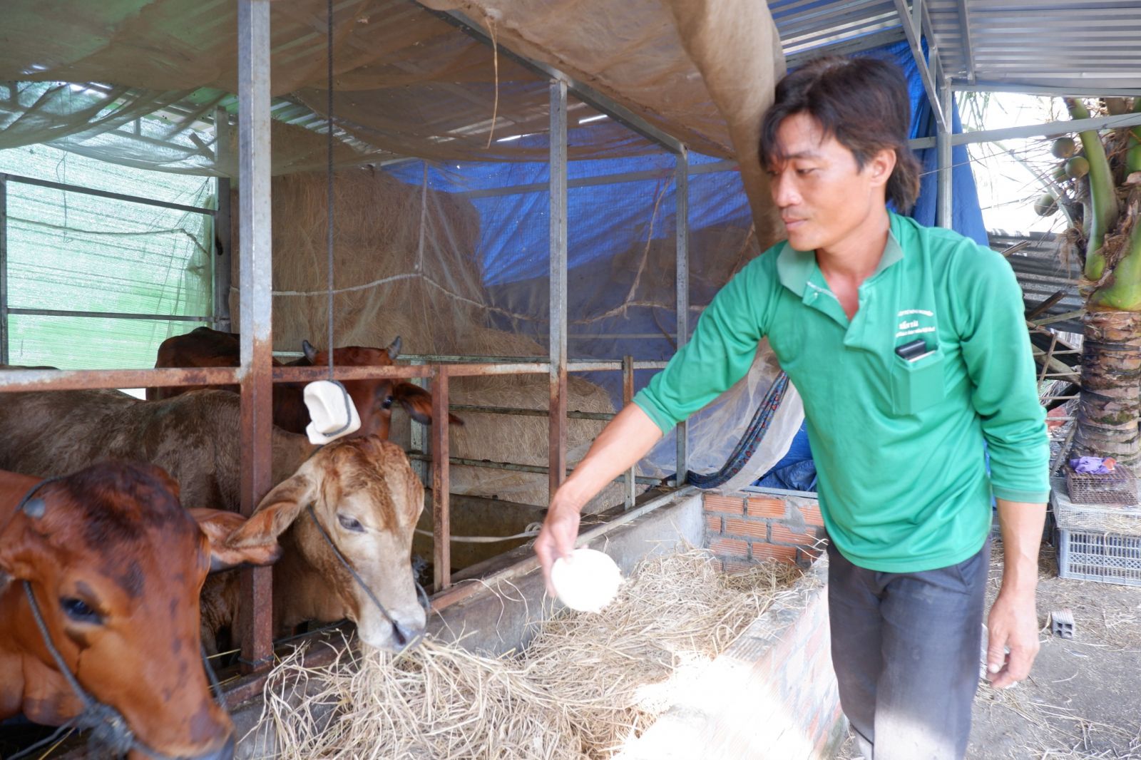 Nhờ nguồn vốn tín dụng chính sách xã hội, anh Võ Văn Giang có điều kiện chăn nuôi, ổn định cuộc sống