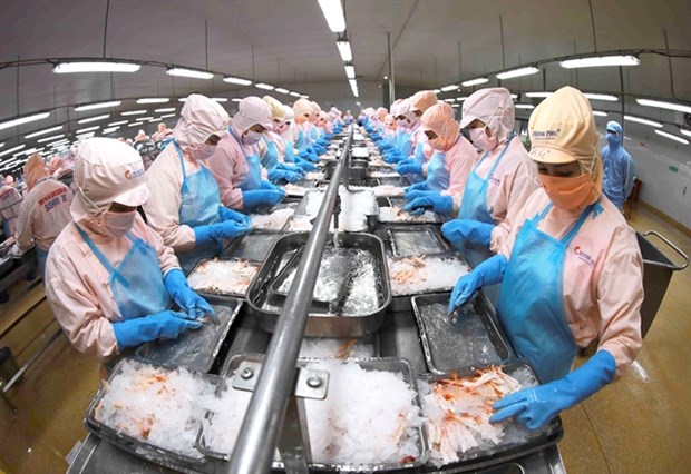 Processing of shrimp for export at the Minh Phu Seafood JSC (Photo: VNA)