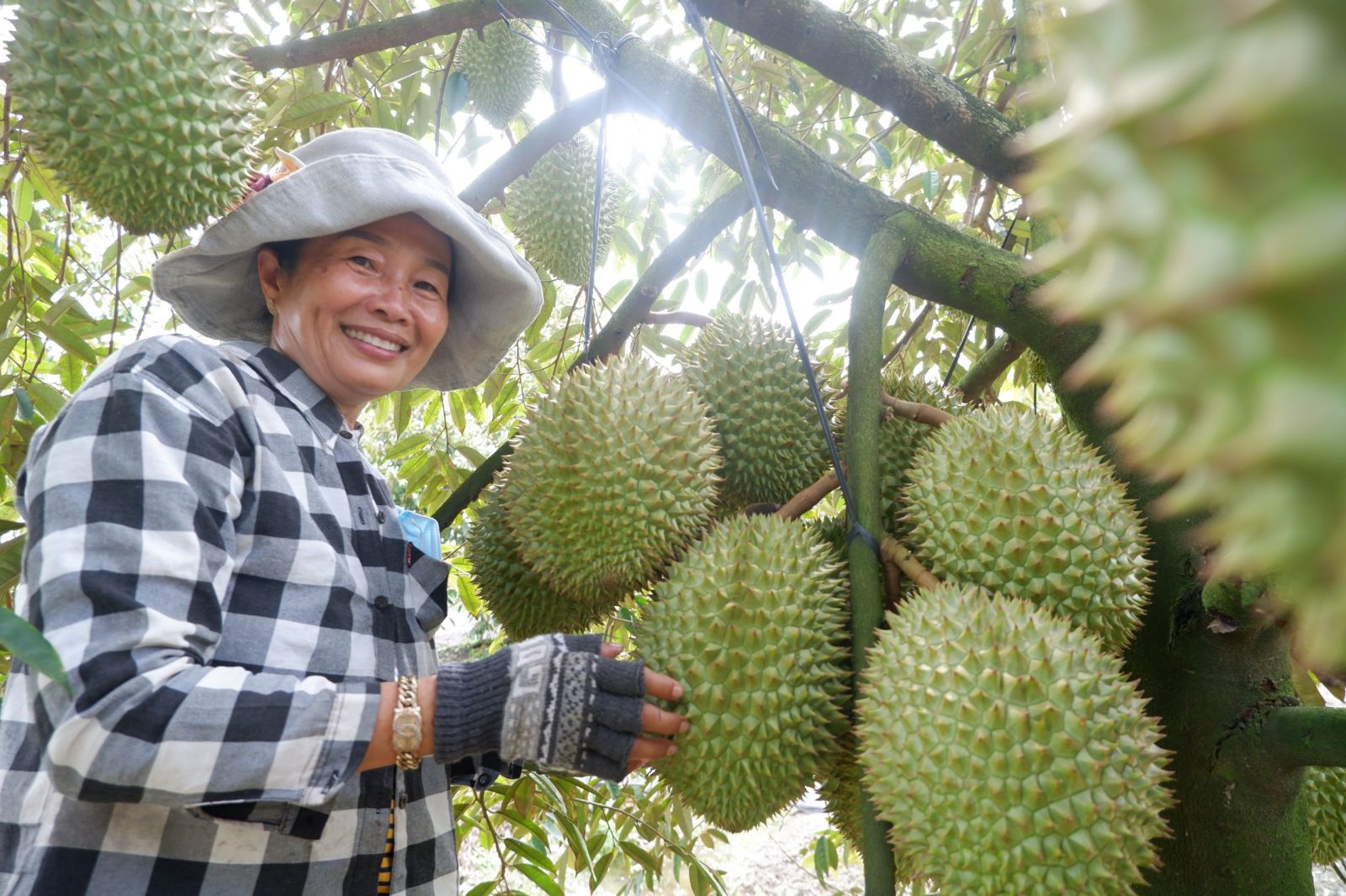 Bà Đỗ Thị Bay sử dụng phân bón hữu cơ cho cây sầu riêng, từ đó giúp cây phát triển tốt, sản phẩm đạt chất lượng