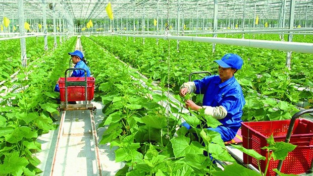 Vietnam eyes green and sustainable agriculture Illustrative image (Photo: baovanhoa.vn)