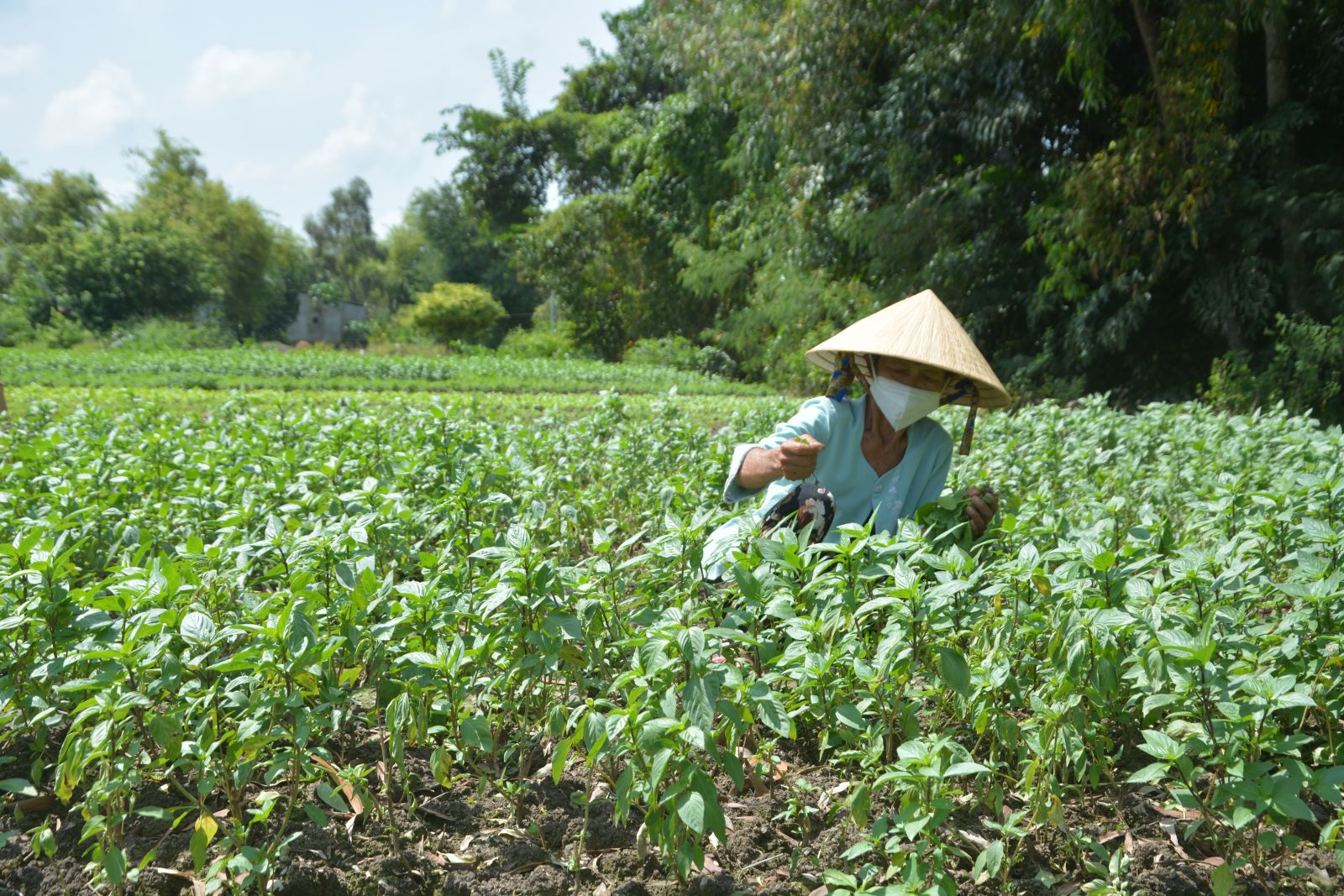 Bà Trương Thị Thạo được hỗ trợ vốn vay ưu đãi để tái sản xuất sau dịch Covid-19