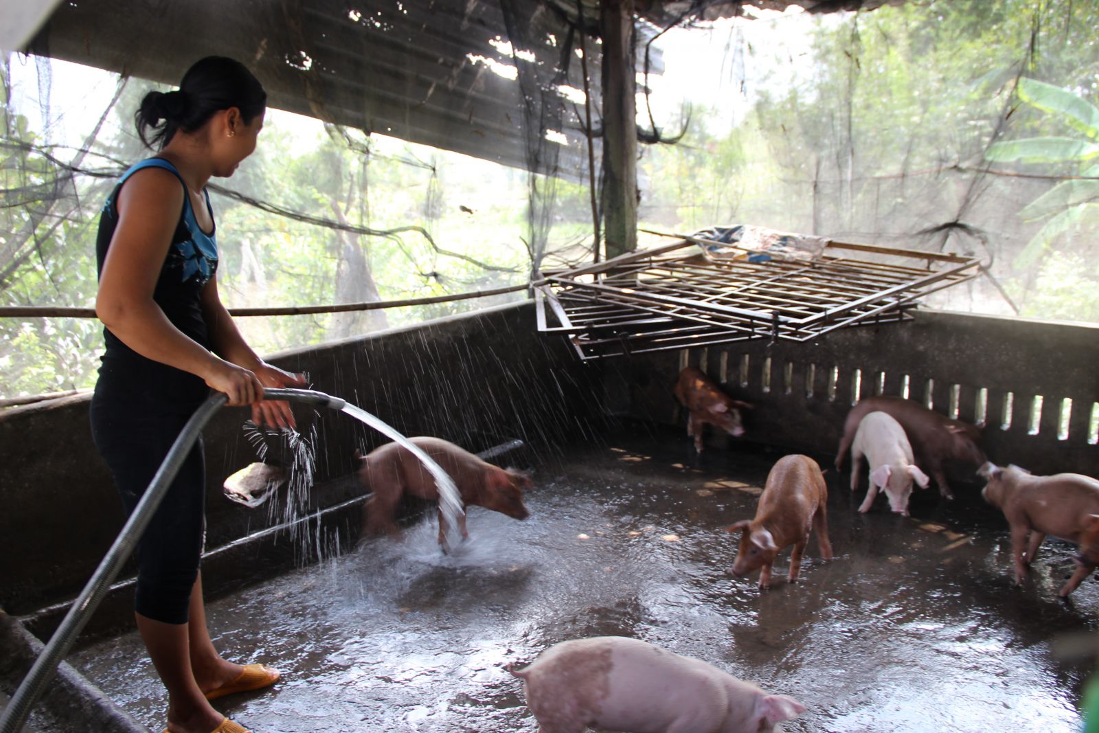 Phát triển chăn nuôi trang trại phù hợp với quy hoạch Vẫn còn nhiều hộ nuôi heo với quy mô nhỏ, lẻ