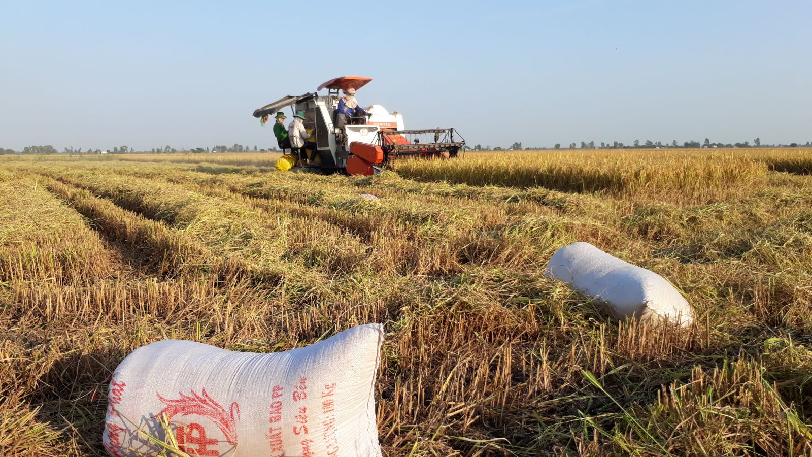 Nông dân vất vả sản xuất ra lúa bán cho Hợp tác xã Thạnh Phú nhưng hợp tác xã này lại không trả tiền (Ảnh minh họa)