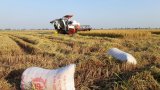 Hợp tác xã mua lúa của nông dân nhưng không chịu trả tiền