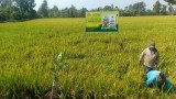 Phân bón Cà Mau hoàn chỉnh bộ sản phẩm NPK một hạt giúp kiến tạo giá trị bền vững cho nông sản Việt