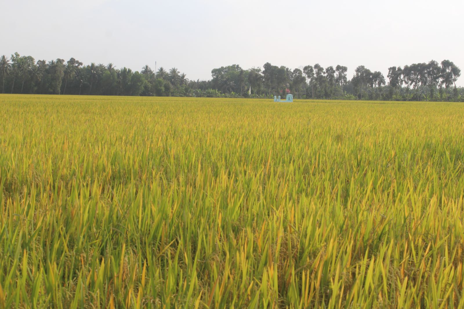 Long An: Area of large fields in 2021 will increase by 330 percent compared to 2020 In 2021, the area of large fields will increase by 330 percent compared to 2020