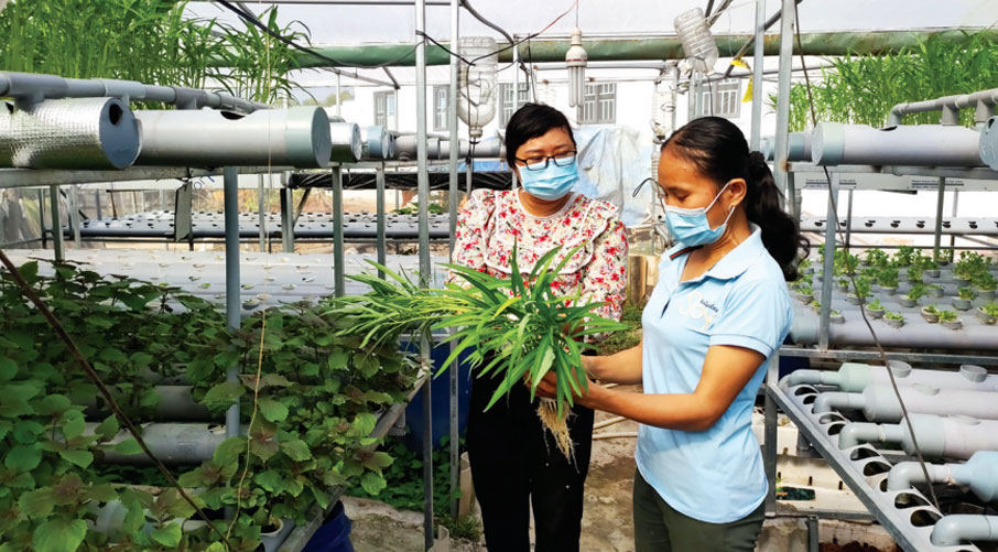 Đến nay, chị Lê Thị Thu Cúc (bên phải) đã xây dựng nhà màng, lắp đặt 9 giàn rau thủy canh, công việc, cuộc sống dần đi vào ổn định