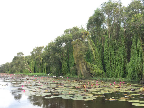 Enjoy relaxing days in Long An Long An tourism has the strongest eco-tourism with immense green melaleuca forests (Photo: NVCC)