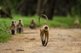 Hai con khỉ bị nghi ngờ giết hàng trăm chú chó để trả thù cho khỉ con đã chết