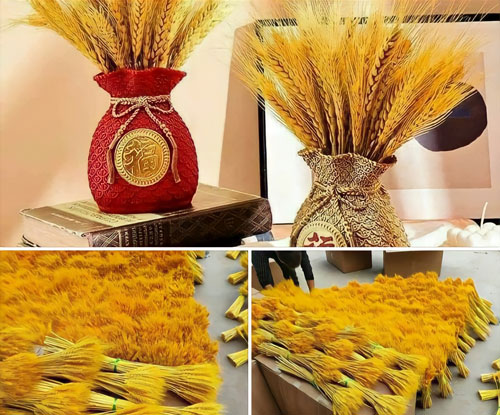 Long An: Bông lúa mạch khô - món đồ trang trí mới lạ