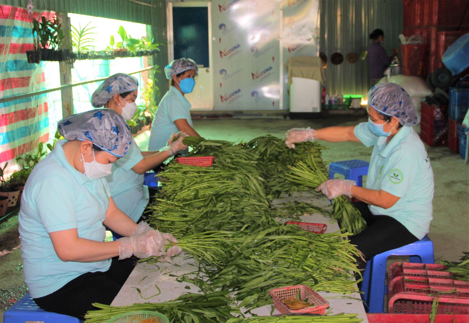 Thành viên Hợp tác xã Rau an toàn Khôi Nguyên (xã Lạc Tấn, huyện Tân Trụ) sơ chế rau trước khi đưa ra thị trường