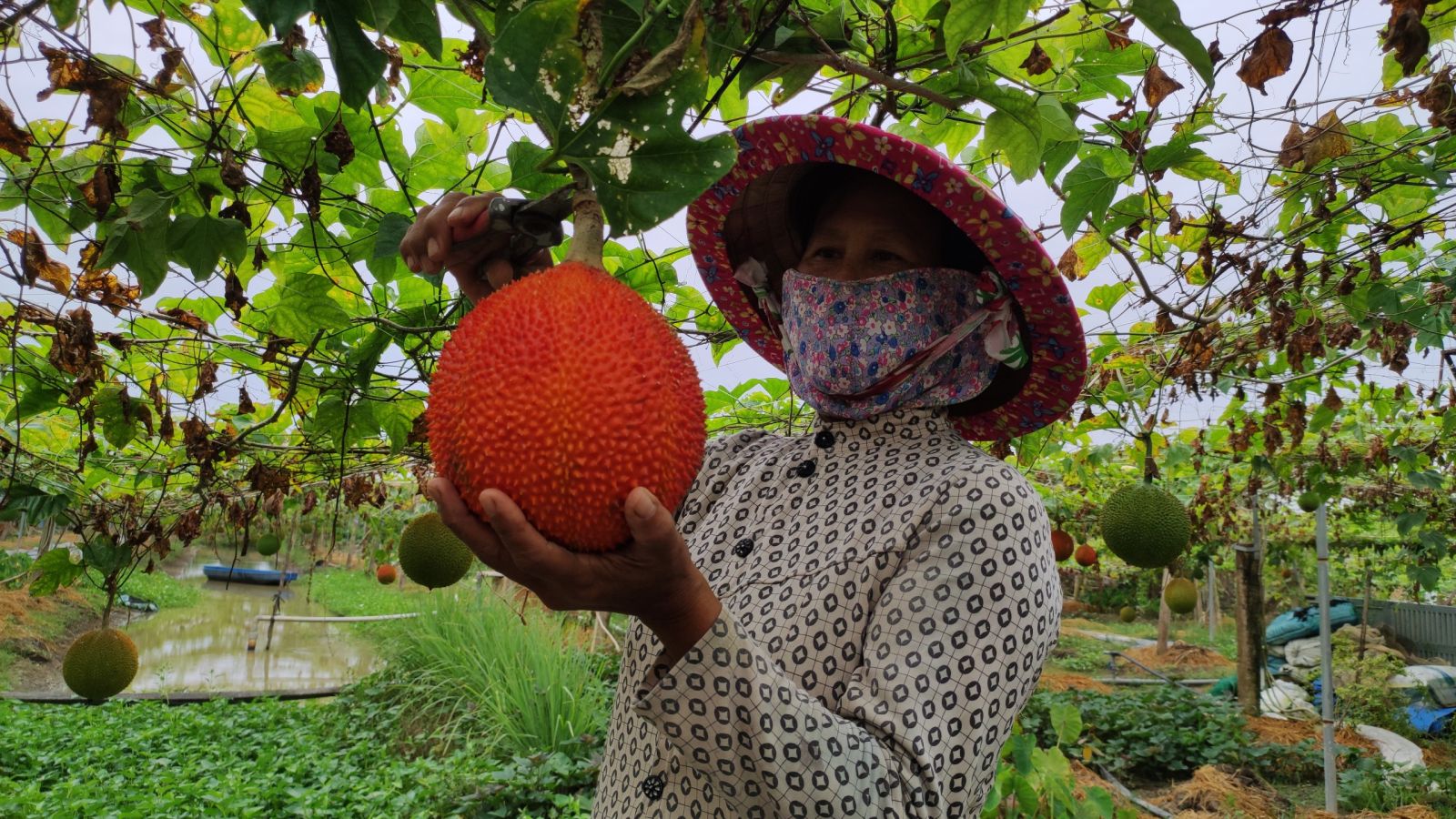 Trồng gấc