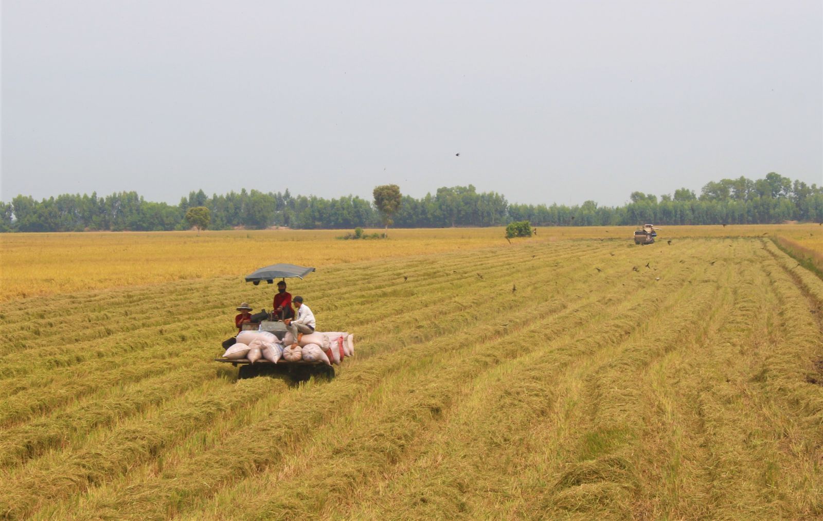 Long An: A bright spot to build a large-scale fields In 2022, implementing the plan to build a union with a total cost of over 10.6 billion VND. In which, continue to support projects and plans in 2021 (including 5 projects, 8 plans), with a total budget of over 4.4 billion VND; projects or plans registered for implementation in 2022 (including 3 projects, 15 plans), with a total proposed support budget of over 6.1 billion VND. Implementing the plan of the Provincial People's Committee on promulgating the Program to support the development of cooperatives in the agricultural sector in the province in the period of 2021 - 2025, by 2025, the province will establish 43 new cooperatives and strengthen 109 cooperatives. In which, the number of cooperatives operating from good and good grades reached at least 40 percent; the percentage of cooperative managers with university or college degrees is at least 20 percent; build at least 12 cooperative models that apply high technology (for rice, vegetables, dragon fruit, lemon, beef cattle and brackish water shrimp) and have products associated with the value chain, for sustainable development steady; 1 cooperative model participating in the model of completing and expanding large-scale commodity agriculture associated with synchronous mechanization along the value chain from production to product branding; 15 cooperative models participated in piloting building mechanization models associated with climate change adaptation and at least 20 cooperatives had products meeting OCOP product standards; strive to have about 30 percent of cooperatives in the field of agriculture associated with businesses along the value chain.