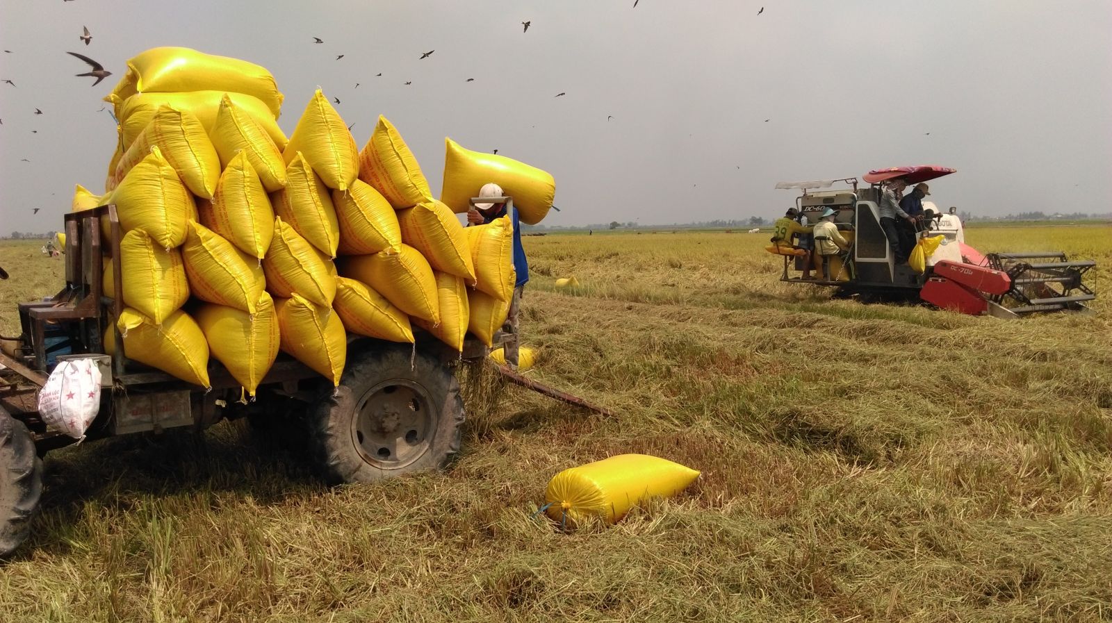 cánh đồng lớn