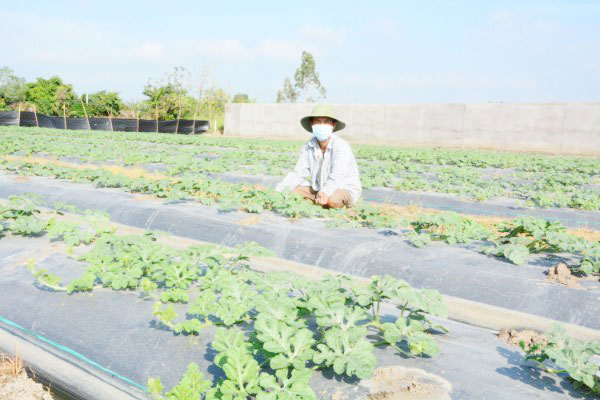 Tết Nguyên đán 2022, nông dân Cần Giuộc trồng 31ha dưa hấu tết