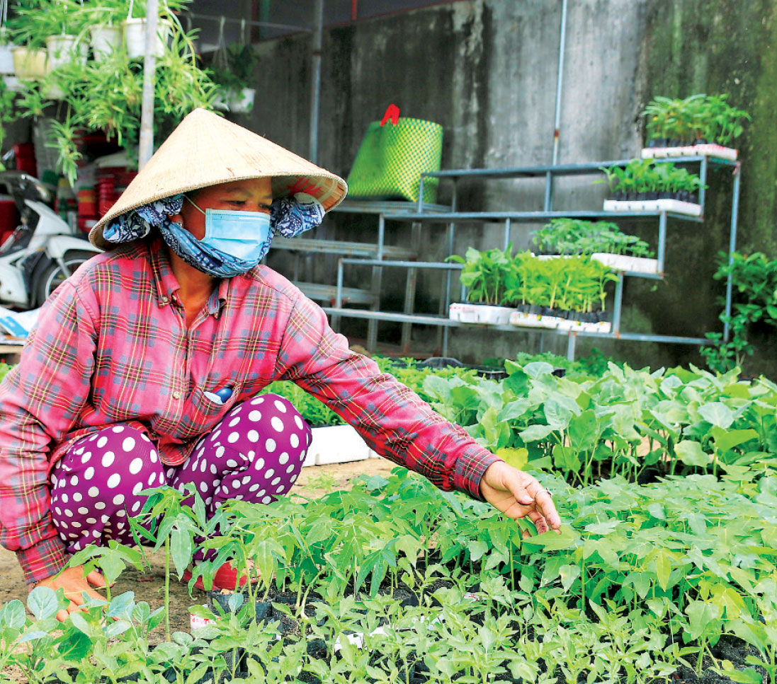 Những năm gần đây, đu đủ được chọn làm cây cảnh chưng tết