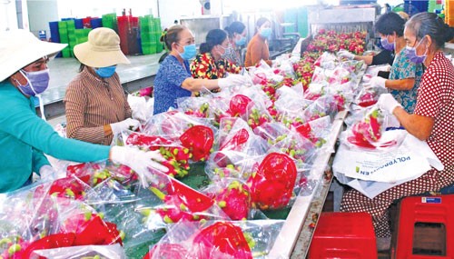 Kết nối tiêu thụ hàng hóa, giúp nông dân thu về 'trái ngọt' Kết nối tiêu thụ hàng hóa, giúp nông dân thu về 'trái ngọt'