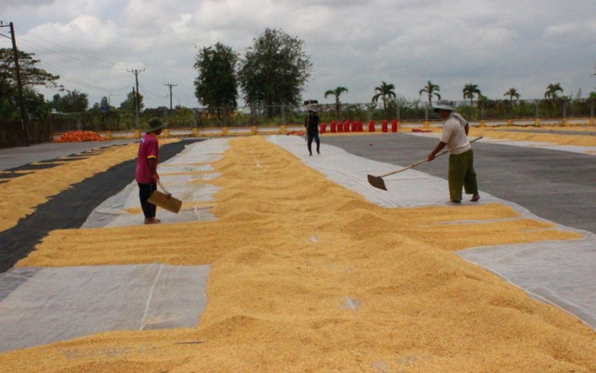 Điểm yếu nhất trong chuỗi giá trị lúa gạo là những người trồng lúa Nông dân được xem là điểm yếu nhất trong chuỗi giá trị lúa gạo.