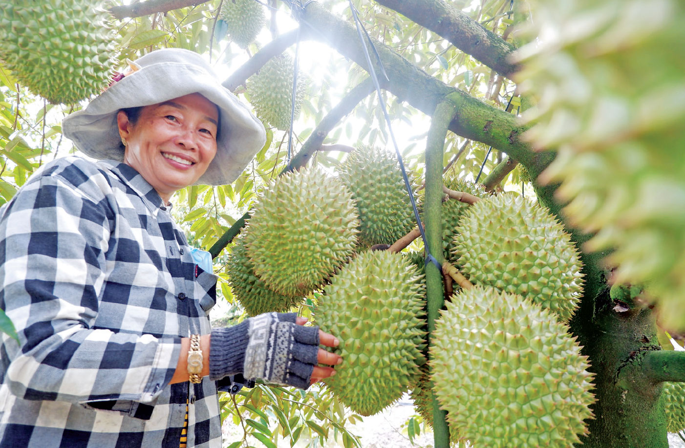 Bà Đỗ Thị Bay phấn khởi khi việc chuyển đổi từ đất trồng lúa cho hiệu quả kinh tế thấp sang trồng sầu riêng, góp phần tăng thu nhập, cải thiện chất lượng cuộc sống