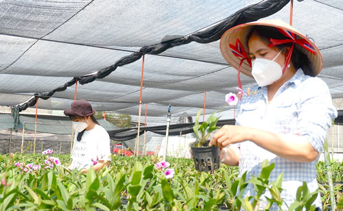 Chia sẻ với hơn 71 về mô hình trồng lan dendro mới nhất  Tin học Đông Hòa