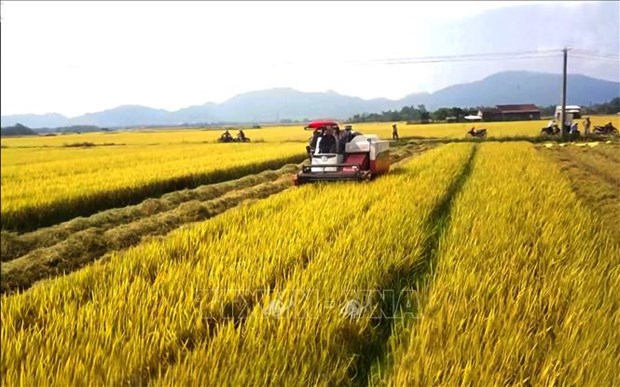 Agricultural sector continues to be economy's pillar Illustrative image (Source: nongnghiep.vn)
