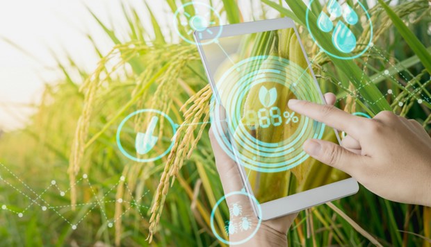 Agricultural sector continues to be economy's pillar Agricultural sector has focused on promoting digital transformation (Photo: VNA)