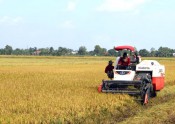 Vụ Đông Xuân 2021 - 2022: Nông dân có lãi thấp
